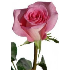 Roses - Attache